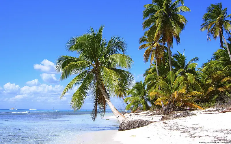 背景，沙滩，海，椰子树