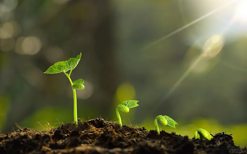 绿色生命发芽植物