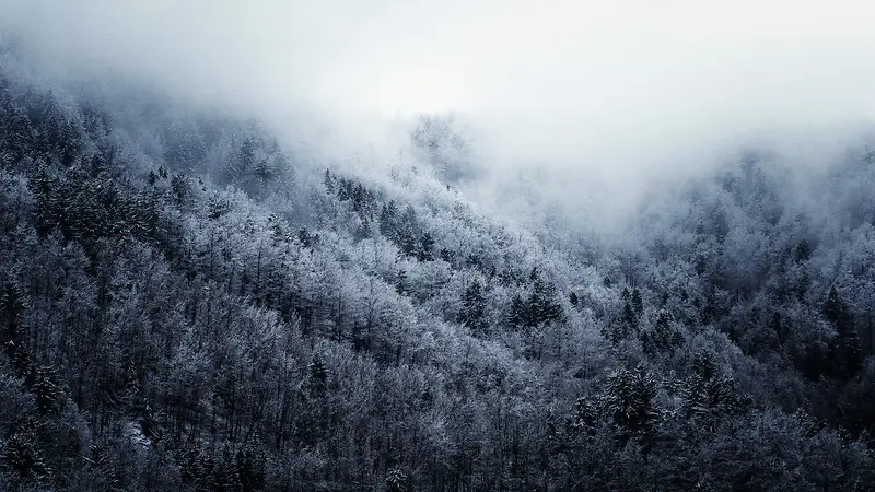 灰色雪色山林