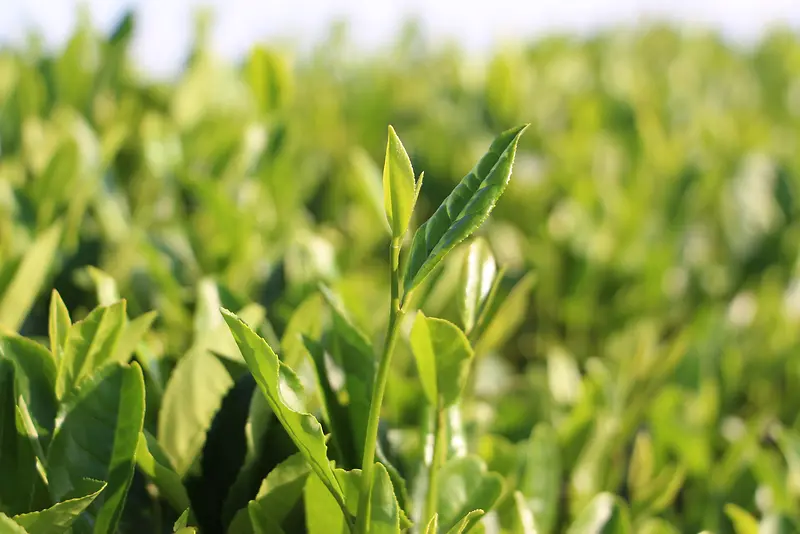 绿色茶叶与芽儿