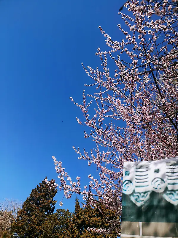 桃花 春天 蓝天