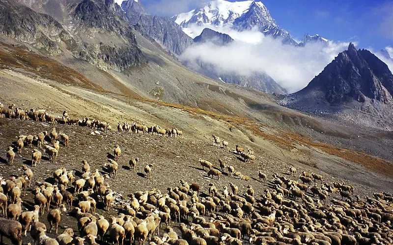 蓝天白云下的一群羊