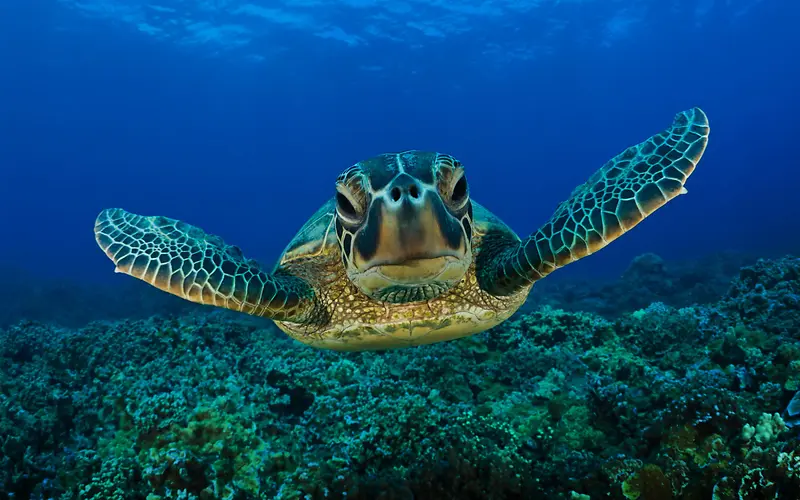 海底深处的海龟
