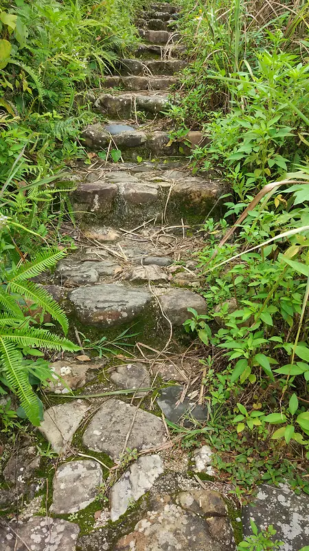 上山小路 小草  石阶小路