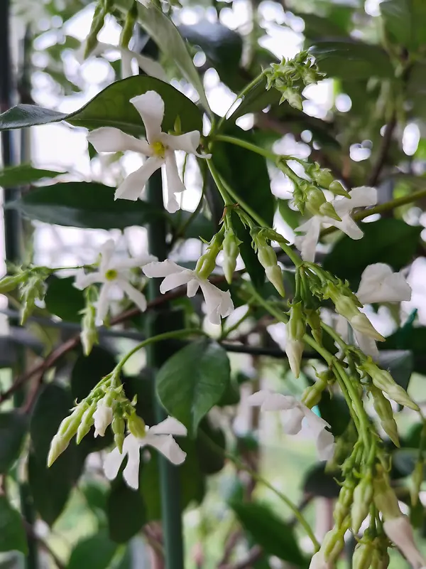 散发迷人清香的风车茉莉