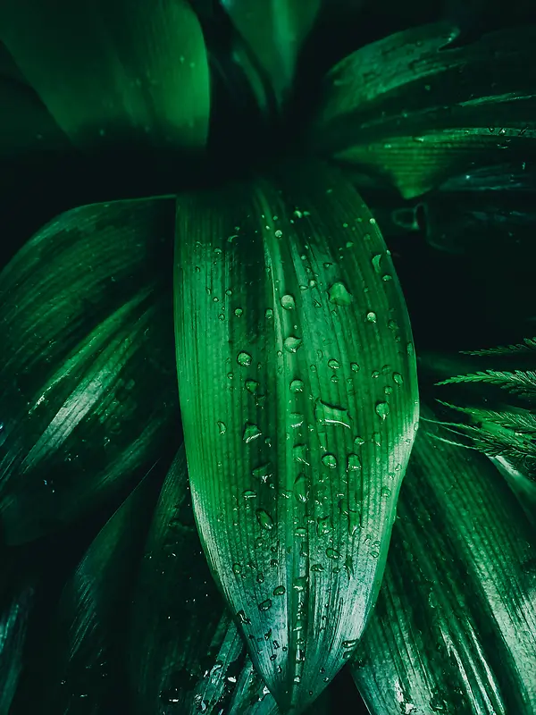 绿色纹理植物