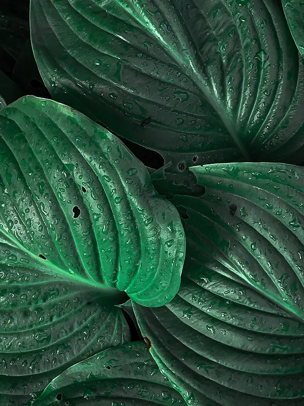 墨绿色纹理植物背景