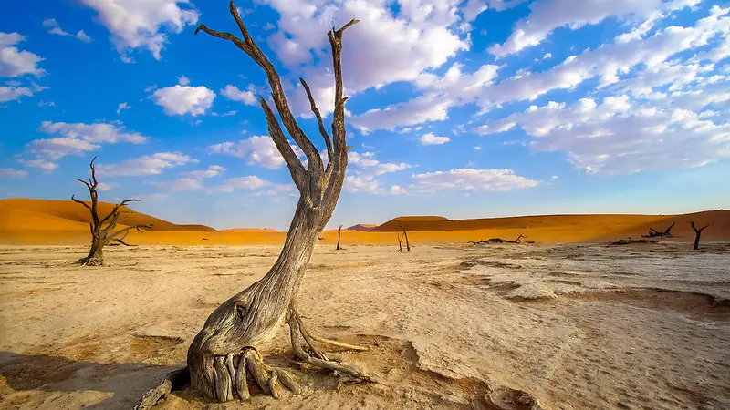 沙漠，沙子，天空，大自然，枯树