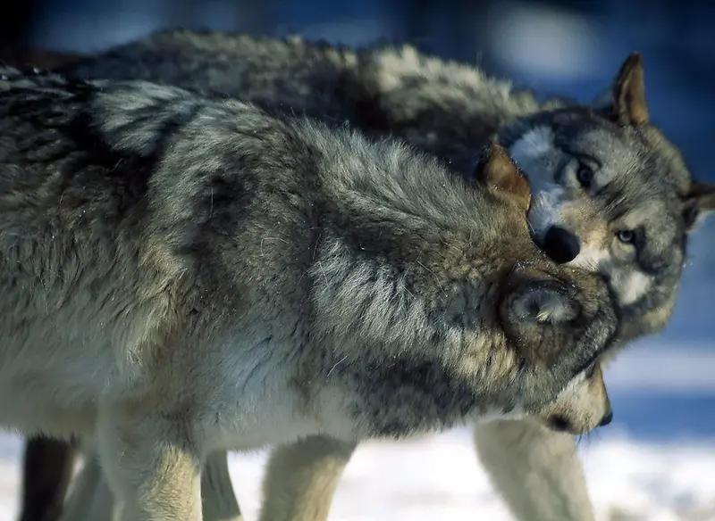 相爱相杀的狼