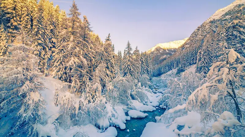 唯美冬季雪松海报背景图