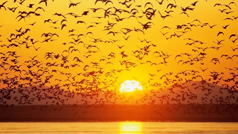 夕阳鸟群背景