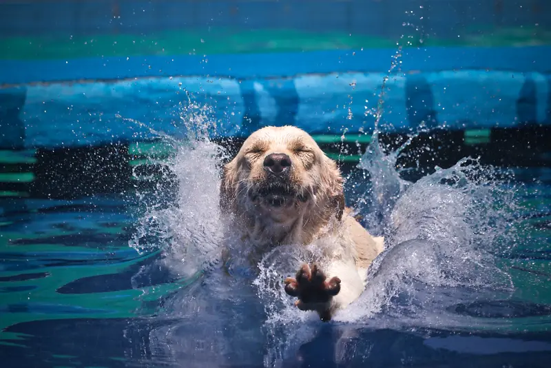 跳水的拉布拉多猎犬