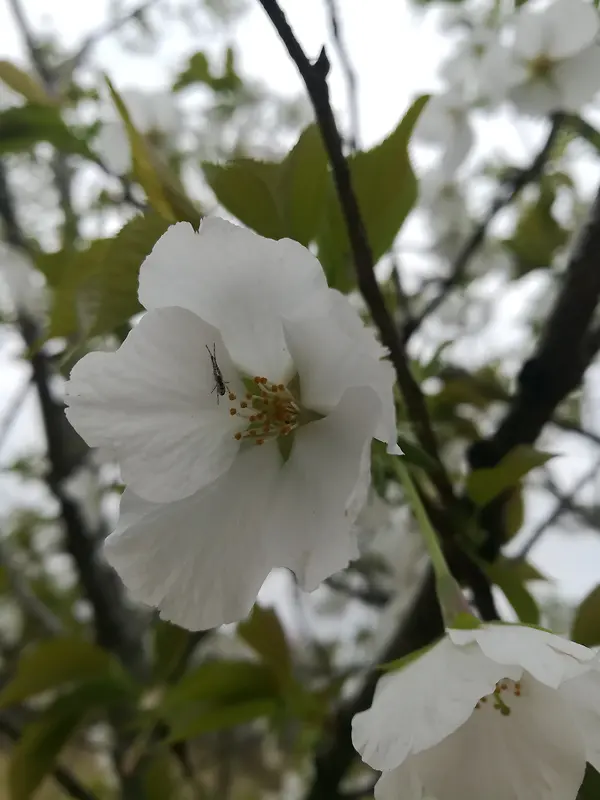 美丽白色花朵与小虫