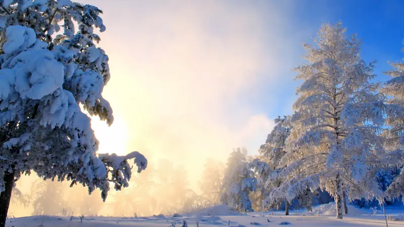 下雪，松树，暖冬，阳光