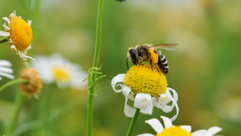 蜜蜂，小黄花，绿色，清新