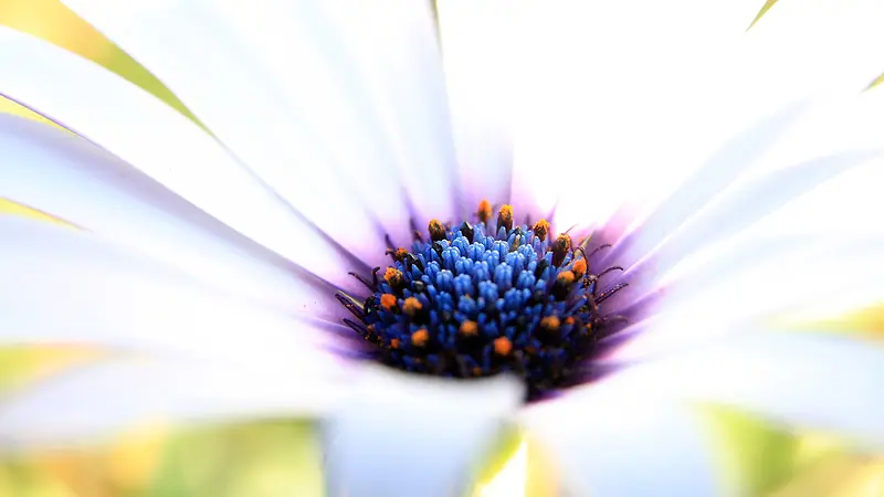 白叶蓝紫花蕊的近距离写真