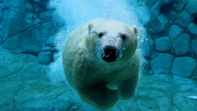 北极熊，游泳，水中
