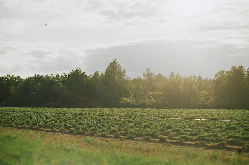 草地树木风景