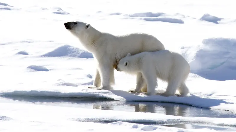北极熊和小熊