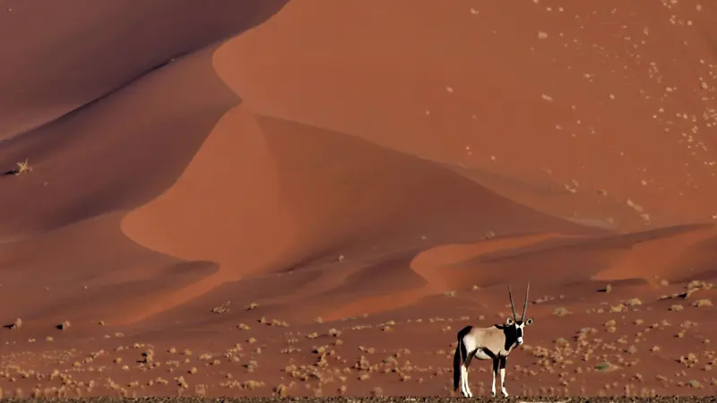 沙漠，羚羊，无边无际，黄色
