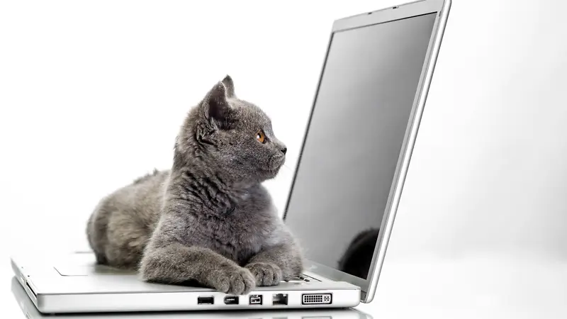 猫咪，电脑，笔记本，懒惰