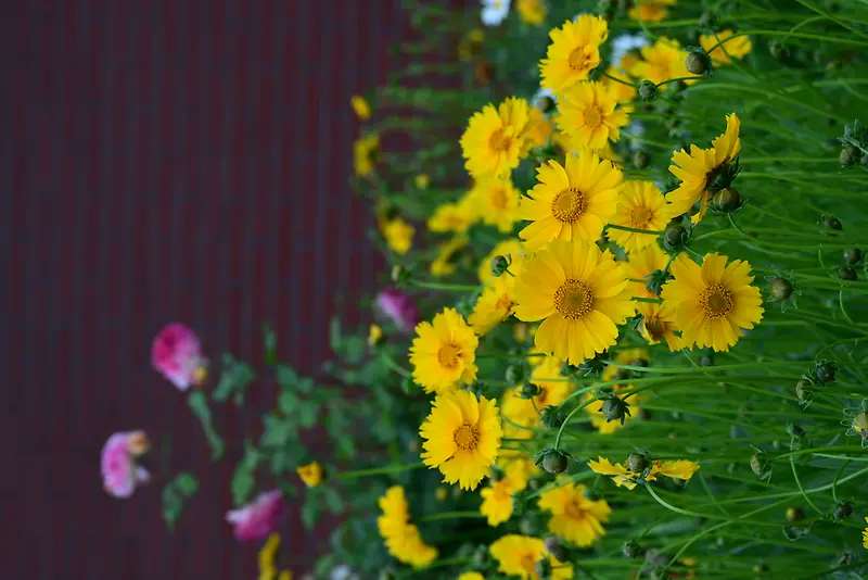黄色的小花花