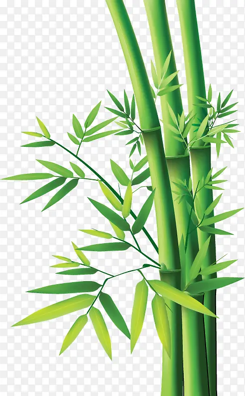 竹子 竹叶 侧面 优美