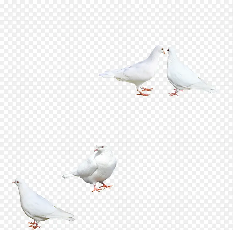 站立鸽子素材