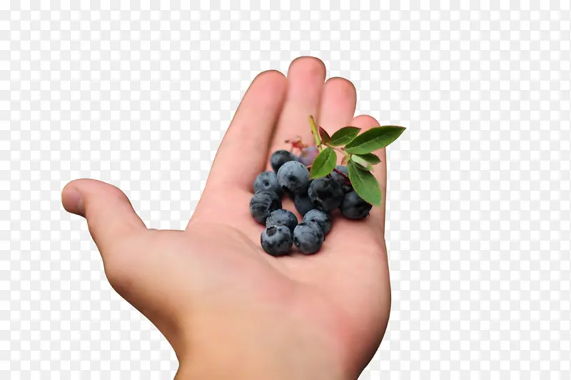 水果蓝莓手里的蓝莓