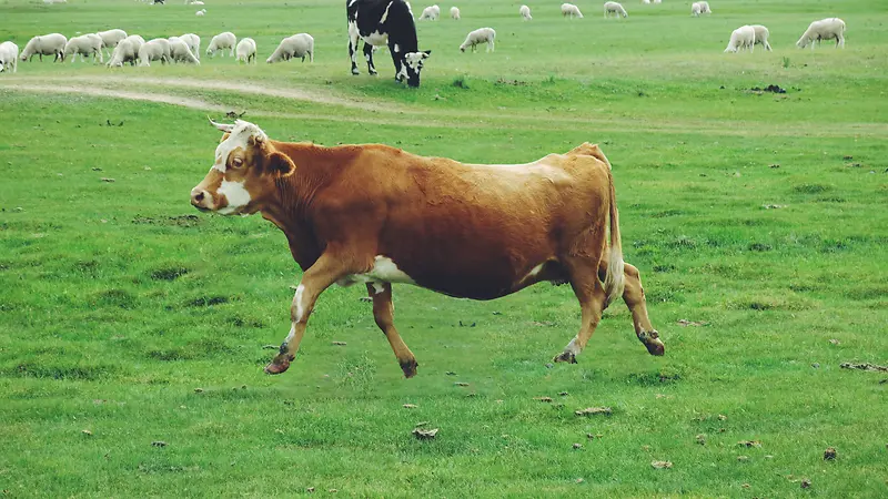 草原飞起的牛
