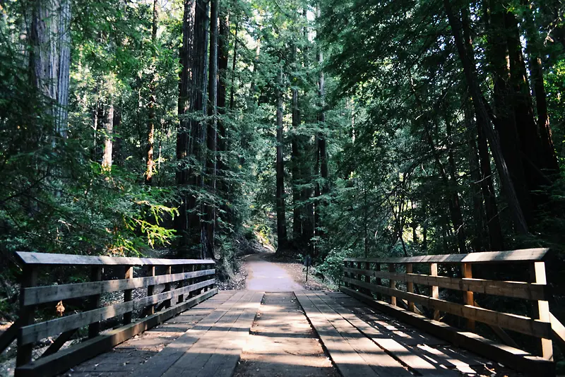 林中的独木桥