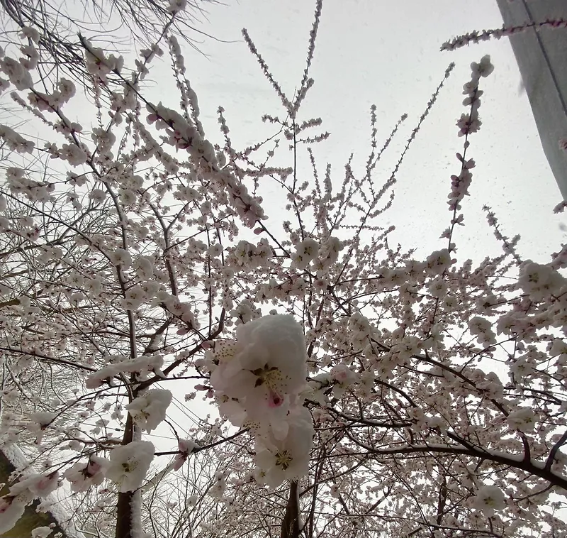 初春桃花摄影