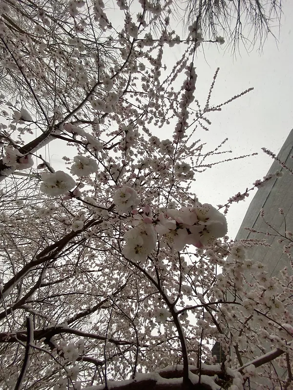 初春与最后的雪