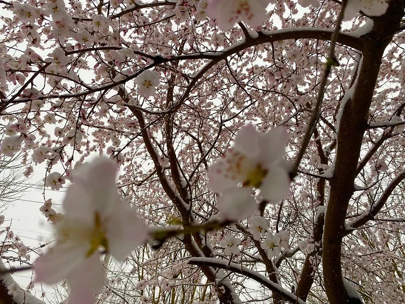 春天的味道桃花