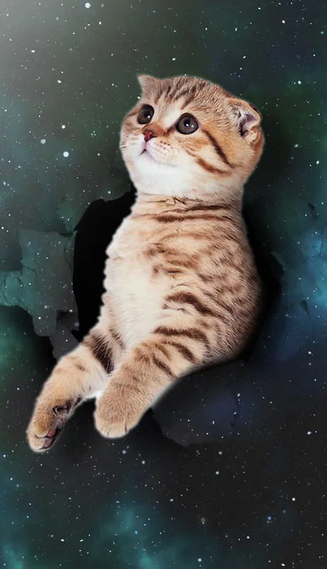 破天猫咪看星空