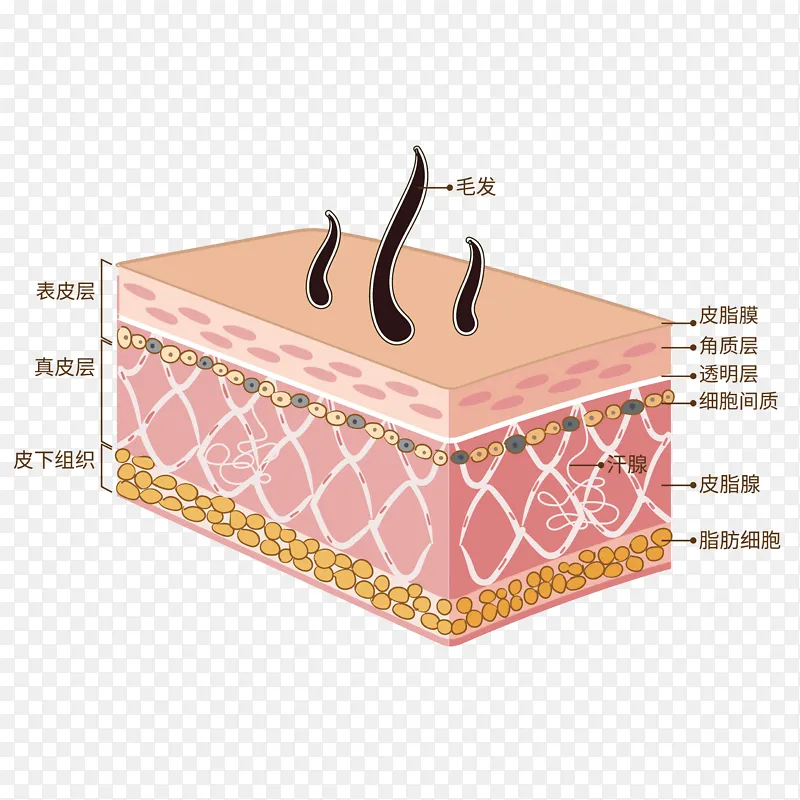 皮肤横截图医疗插画