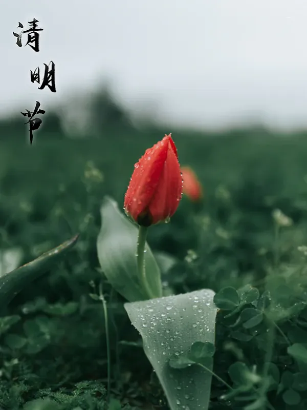 清明节 缅怀故人