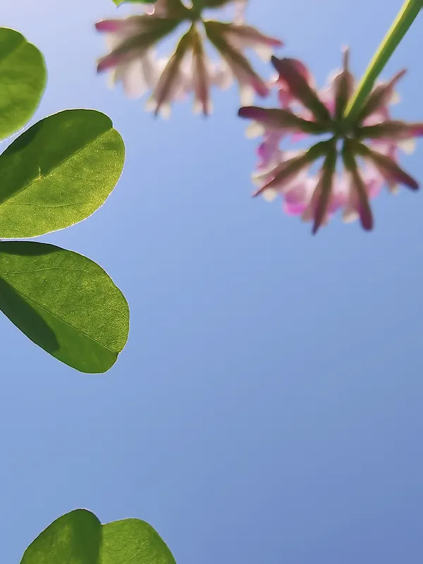 蓝色 小清新 幸运四叶草 春日出游