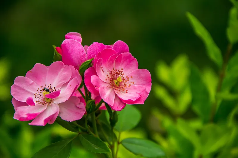 玫瑰 小清新 简约 大气 鲜花