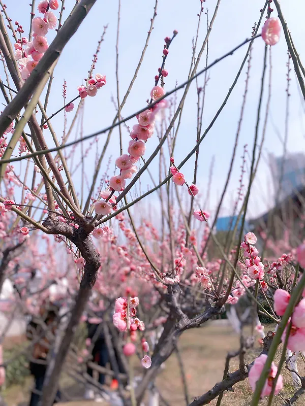 春天桃花园里桃花开