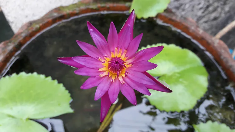 紫色睡莲花朵