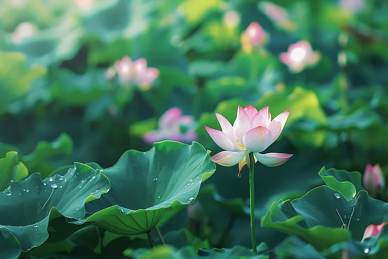 荷花池塘摄影背景