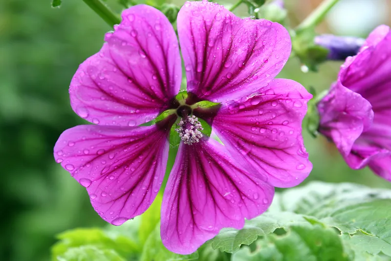 雨后锦葵花