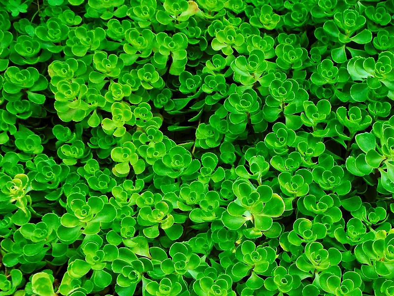 多肉植物背景