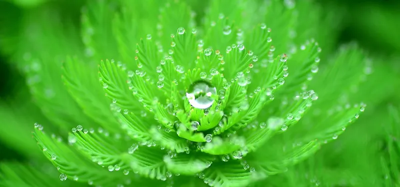 露水绿叶海报背景