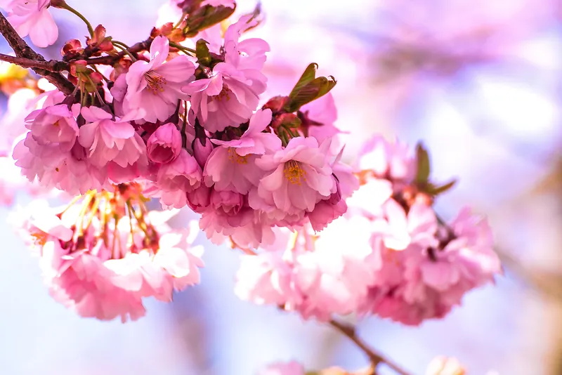 花朵自然树枝花瓣