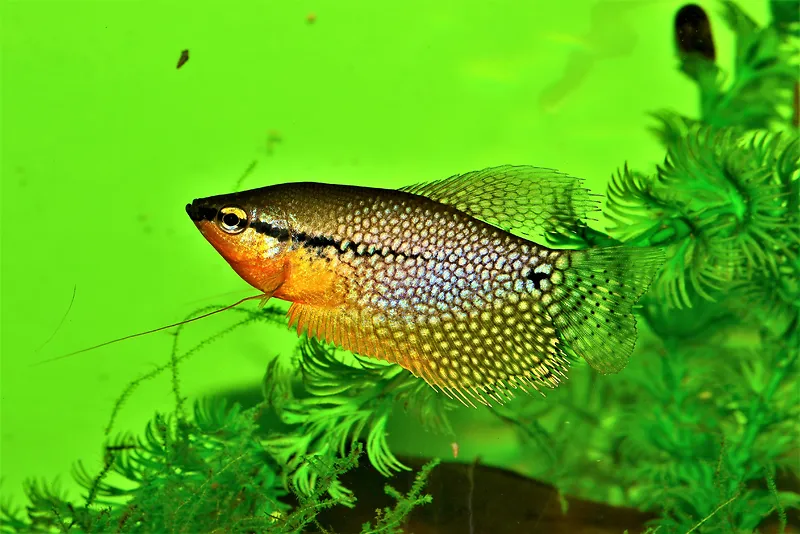 水族馆漂亮小鱼