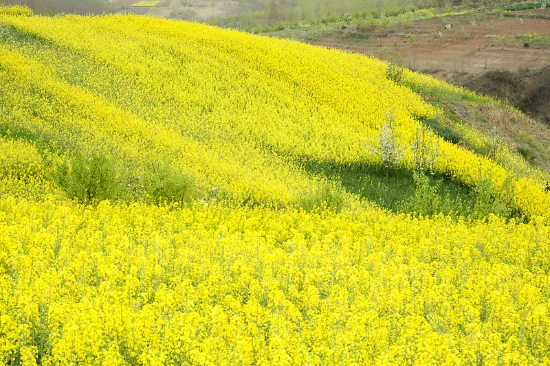 汉中油菜花