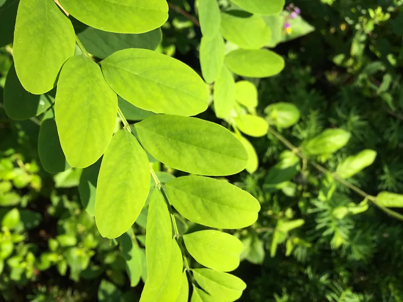 天然绿叶植物灌木树木