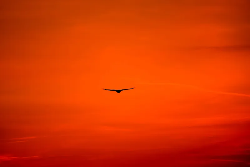 飞行鸟夕阳落日